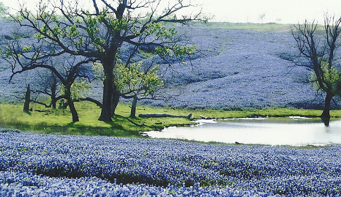 Beautiful Image of the Bluebonnets in Ennis texas
